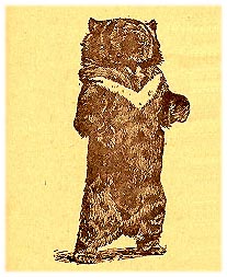 Bear